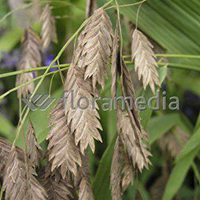 CHASMANTHIUM